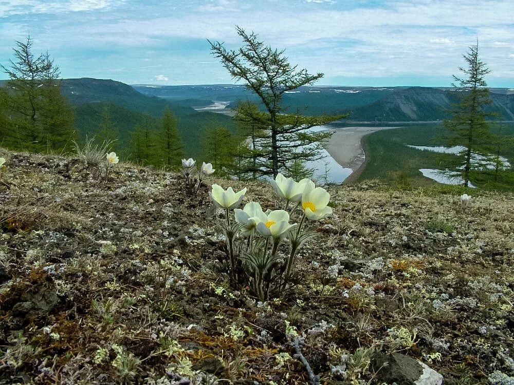 Лесотундра Таймыр. Горная тундра Таймыра. Заповедники Таймыра.