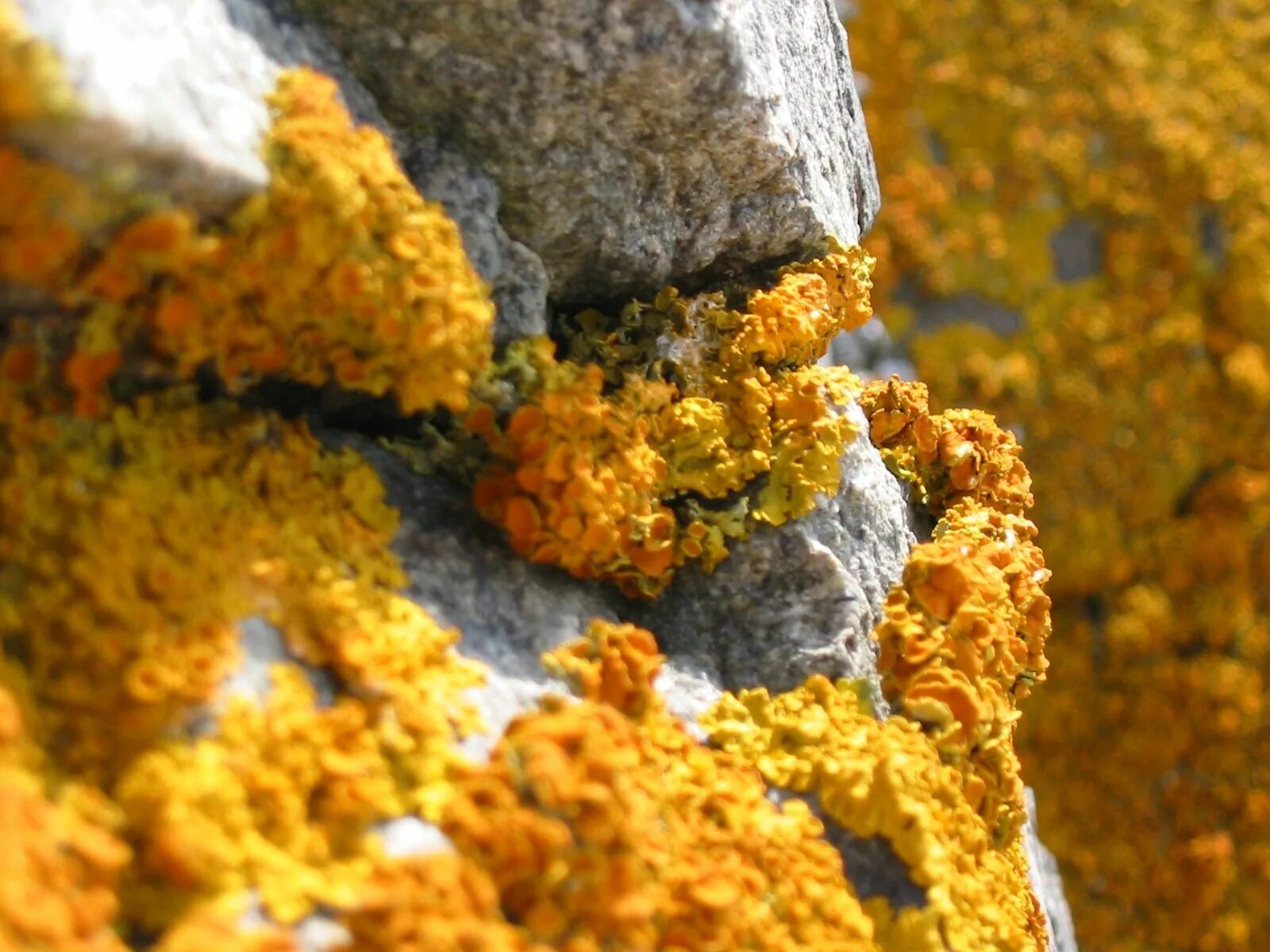 Лишайники камчатки. Лишайник ягель. Наземные лишайники. Листоватые лишайники. Эпифитные лишайники.