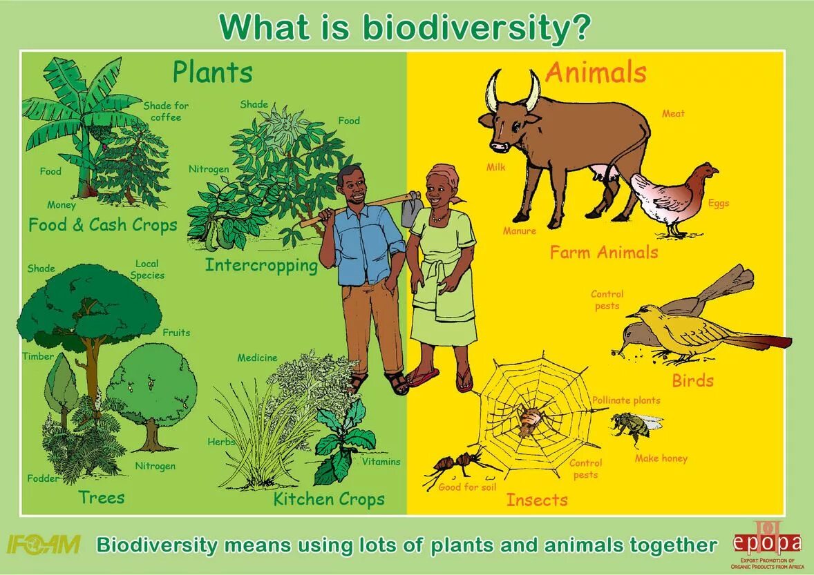 Биоразнообразие и человек. What is Biodiversity. Биоразнообразие это в экологии. Растения животные человек. Our endangered planet