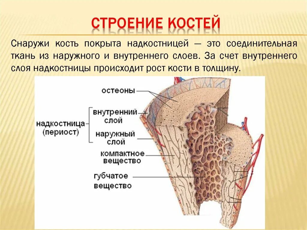 Внутренне строение костей надкостница. Ткани анатомия строение кости. Строение кости надкостница кость. Костная ткань надкостница.