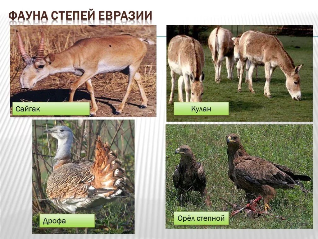 2 животных из евразии. Животные степи. Представители фауны в степи. Животные степей Евразии. Растения и животные степи.