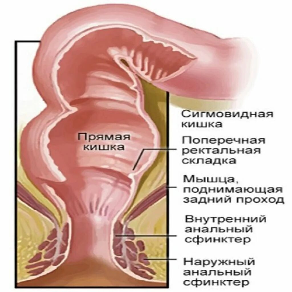 Что значит прямая кишка. Сфинктеры прямой кишки анатомия. прямая кишка сфинктер анатомия. строение прямой кишки и заднего прохода. сфинктер прямой кишки анатомия человека.