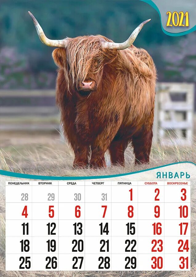 Календарь крупный шрифт. Календарь 2021 года. Календарь год быка. Календарь с быком. Календарь листовой.