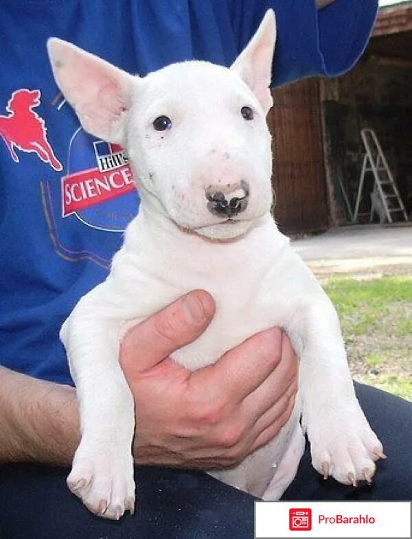 мини бультерьер отзывы. мини бультерьер и бультерьер. минибуль и бультерьер. бультерьер мини и стандарт. карликовый мини бультерьер.