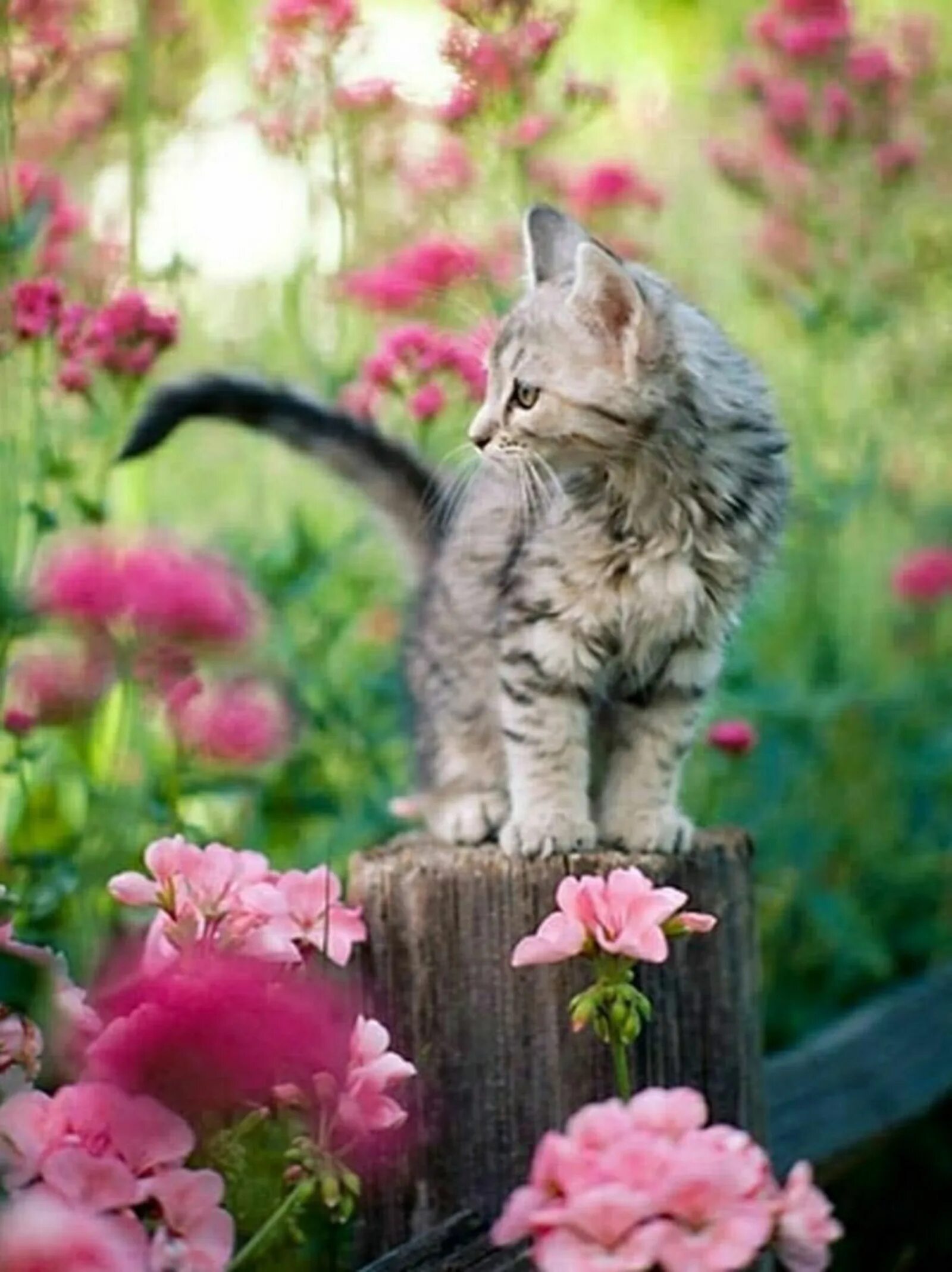 Весенняя кошечка. Кошка с цветами. Котенок в цветах. Кошечка в цветах.