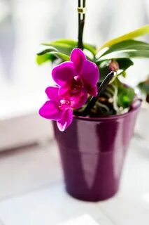 Scenza plants