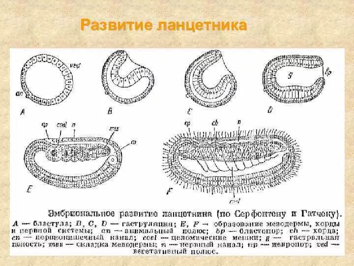 Какой процесс в цикле развития ланцетника изображен. Схема эмбрионального развития ланцетника. Стадии эмбрионального развития ланцетника. Эмбриогенез ланцетника. Эмбриональное развитие хордовых на примере ланцетника.