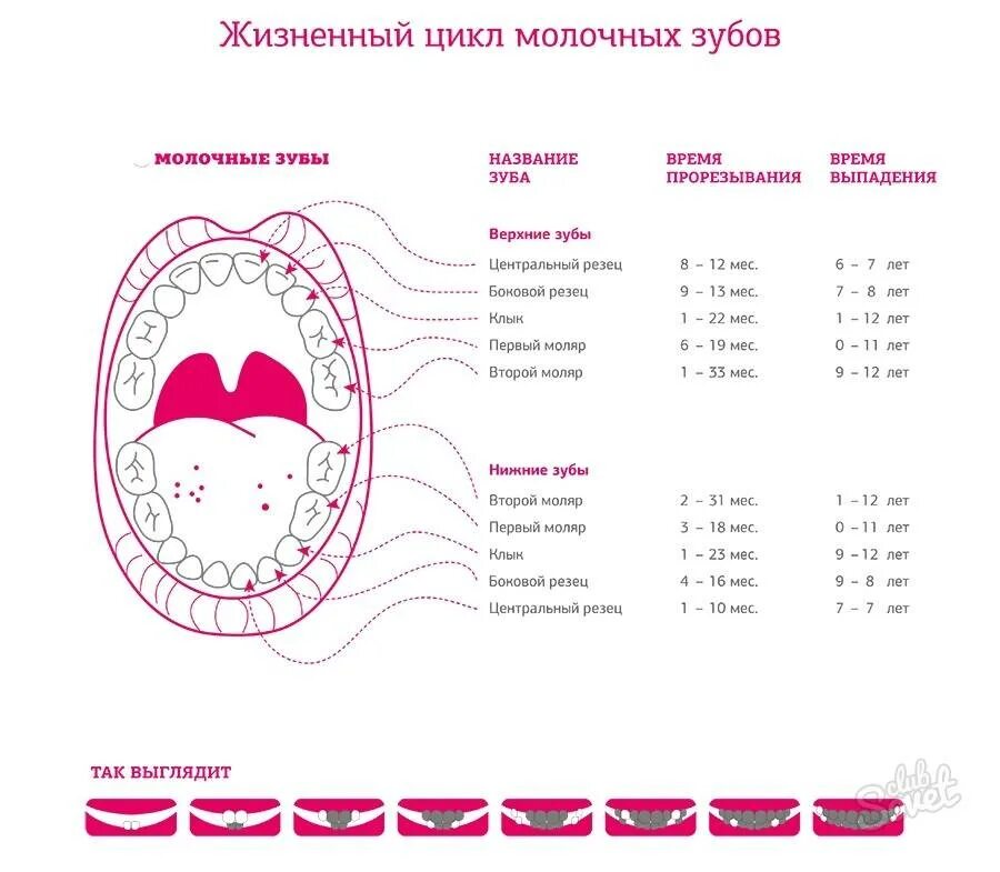 Во сколько у ребенка появляются зубы. Зубы схема прорезывания молочных. Зубы у детей схема прорезывания до 3 лет. График прорезывания молочных зубов у детей после года. Схема прорезывания молочных зубов у детей до 2 лет.