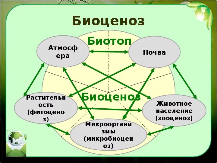Структура природного сообщества 5 класс