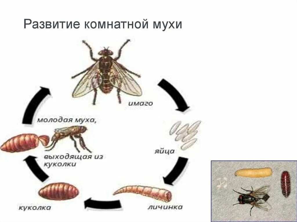 Стадии комнатной мухи. Комнатная Муха жизненный цикл. Схема постэмбрионального развития мухи. Тип личинки комнатной мухи. Цикл развития комнатной мухи схема.