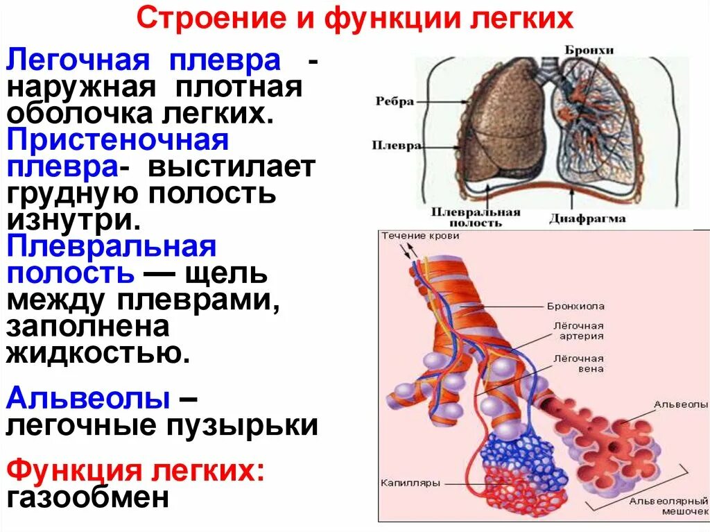 Легкие 8 класс кратко