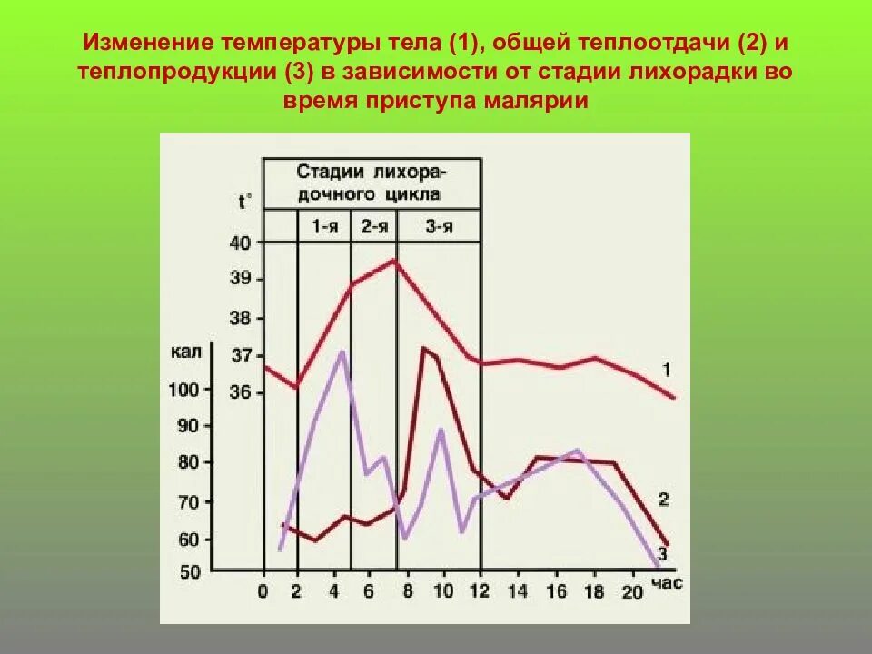 Изменение температуры тела. Изменение температуры тела человека в течение суток. Суточные изменения температуры тела. Суточные колебания температуры тела. При изменении температуры тела изменяются