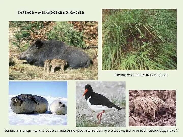 Морфологические адаптации маскировка. Адаптация организмов к окружающей среде. Маскировка в биологии. Покровительственная окраска примеры животных. Маскировка животных примеры адаптации.