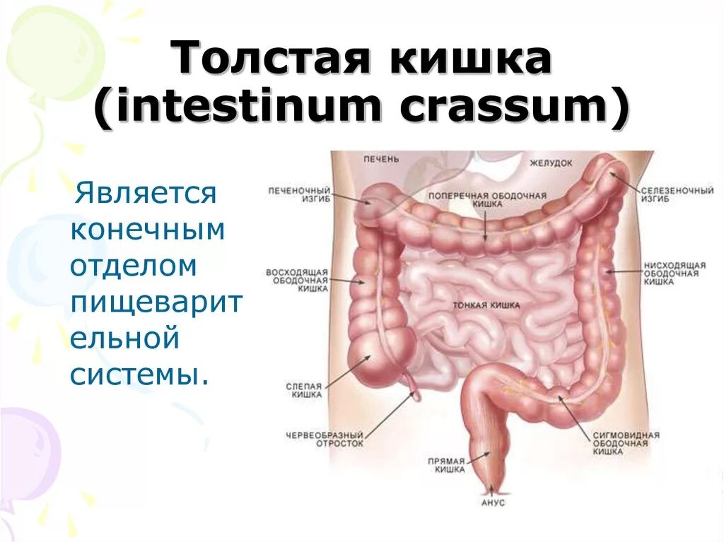 Слепая кишка части. Ободочная толстая кишка анатомия. Отделы толстой кишки ободочная кишка. Толстая кишка (слепая и ободочная). Толстая кишка intestinum crassum.