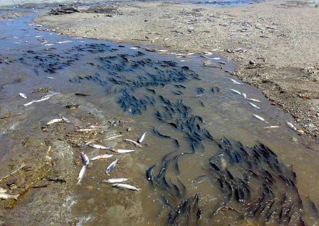 Охотское море нерест. Нерест горбуши на Сахалине. Рыбы Охотского моря. Охотское море лосось.