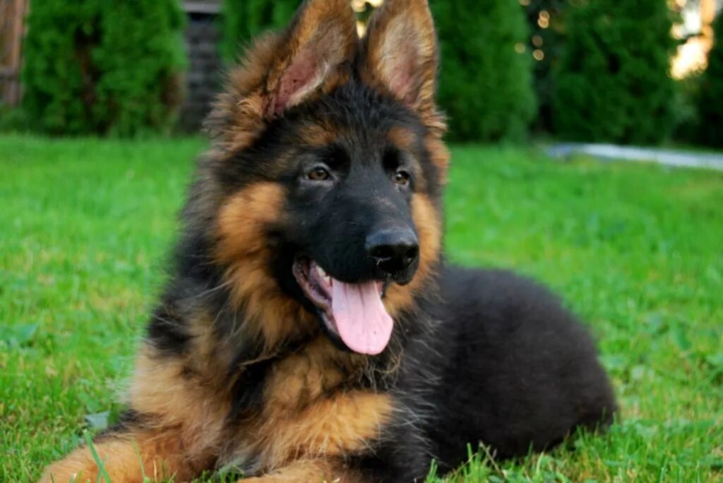 Британская овчарка малинуа. Чистокровная немецкая овчарка. Немецкая овчарка вульф. Немецкая овчарка шеферд. Породы собак немецкая овчарка.