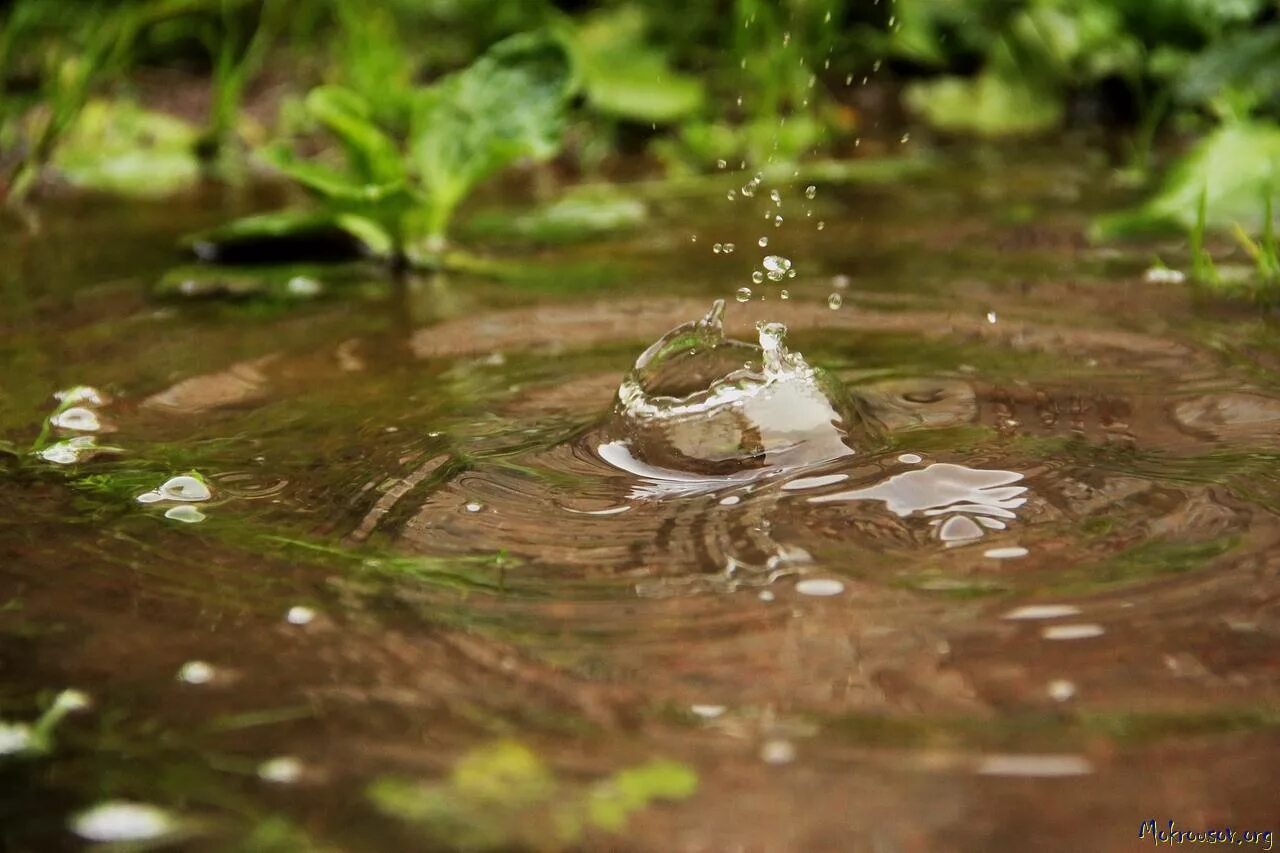 Запах дождя. Текущая вода. Капли от дождя. Литва дождевая вода. Вода льется.