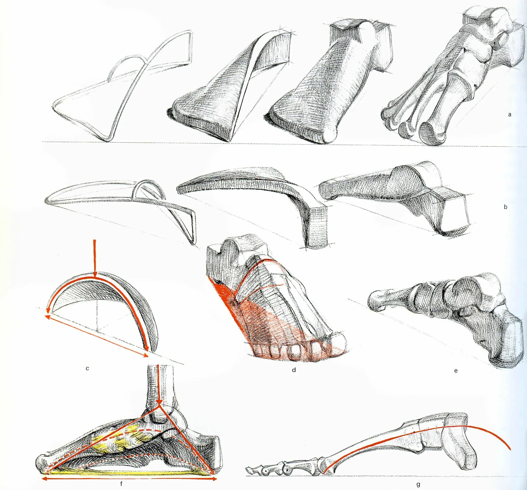 Строение конечностей рисунок. Готфрид Баммес анатомия стопа. Баммес Готфрид ноги. Баммес анатомия человека стопы. Кости стопы Баммес.