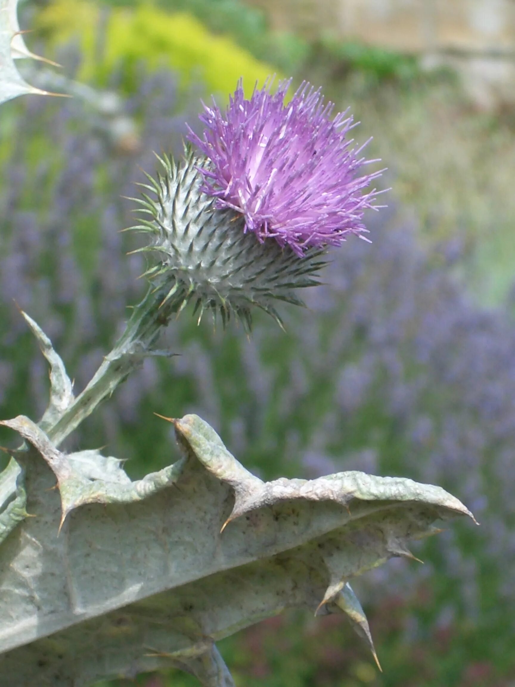 Scotland plants. Чертополох Шотландия. Цветок чертополоха символ Шотландии. Король чертополох шотландский. Шотландия колючка.