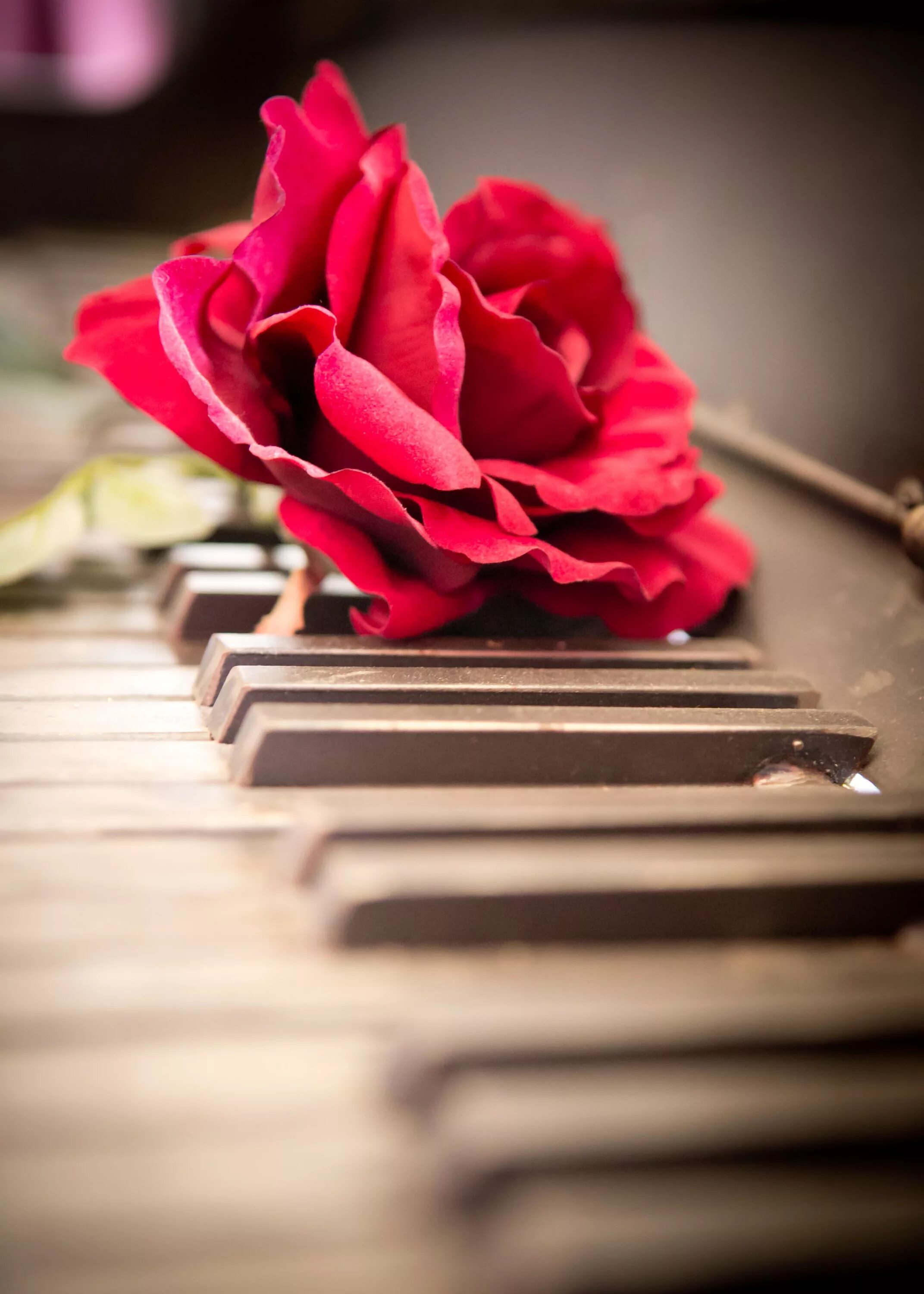 Рояль с цветами. Цветы на рояле. Фортепиано и цветы. Цветы на пианино. Flower melody
