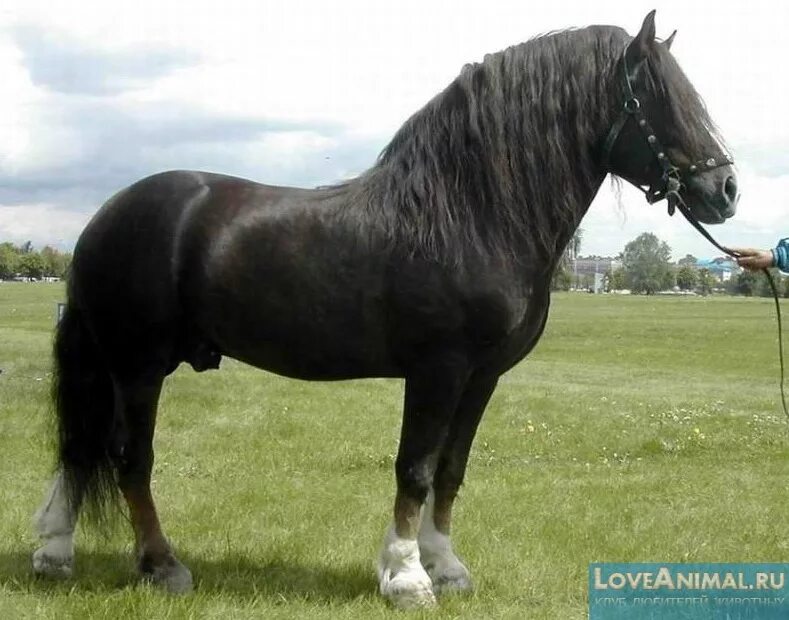 порода коней владимирский тяжеловоз. битюг (порода лошадей). сибирский тяжеловоз лошадь. владимирский тяжеловоз порода. лошади породы владимирский тяжеловоз.