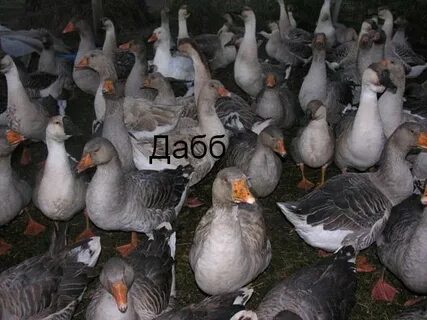 Гуси на племя
