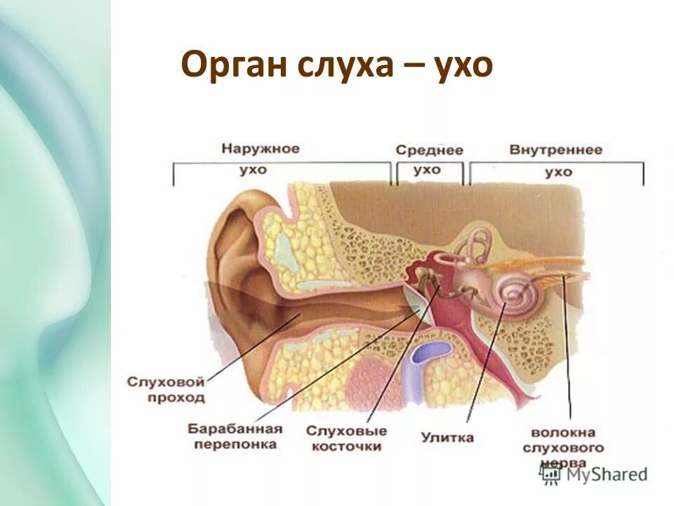 Урок орган слуха