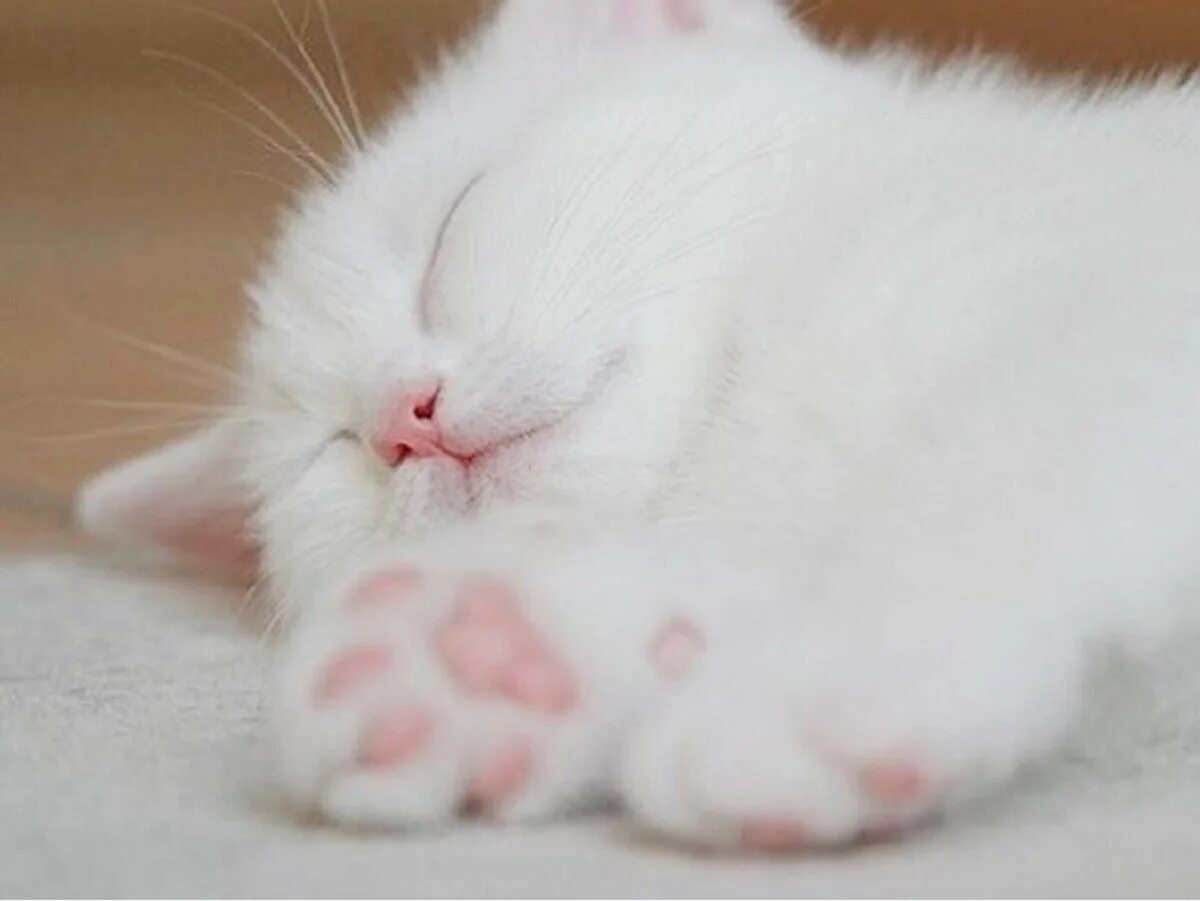В нежную кис. Спящий белый котенок. Спящие котята. Нежные котята.