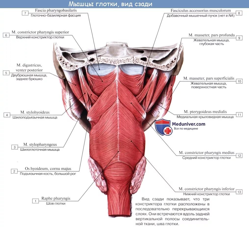 Глотка анатомия строение мышцы. Строение стенки глотки анатомия оболочки. Глотка строение анатомия латинский. Верхняя мышца констриктор глотки.