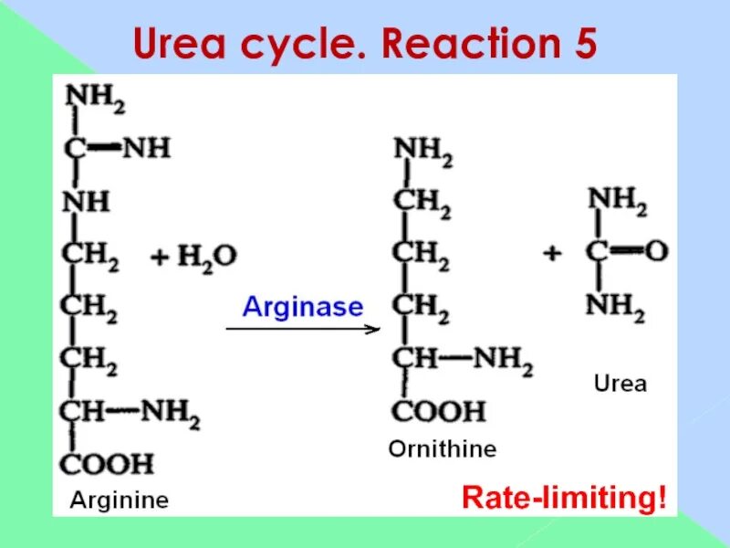 Urea Cycle. Reactions of urea Cycle. Структура синтетик урея. Urea labelling. Пятерка реакция