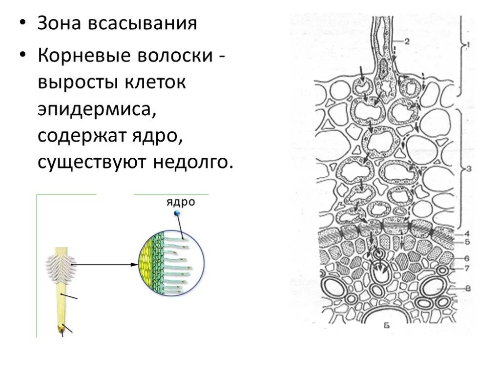 Корневые волоски это выросты клеток покровной ткани. Клетка корневого волоска рисунок. Корневые волоски образуются из клеток. Корневые волоски 6 класс биология.