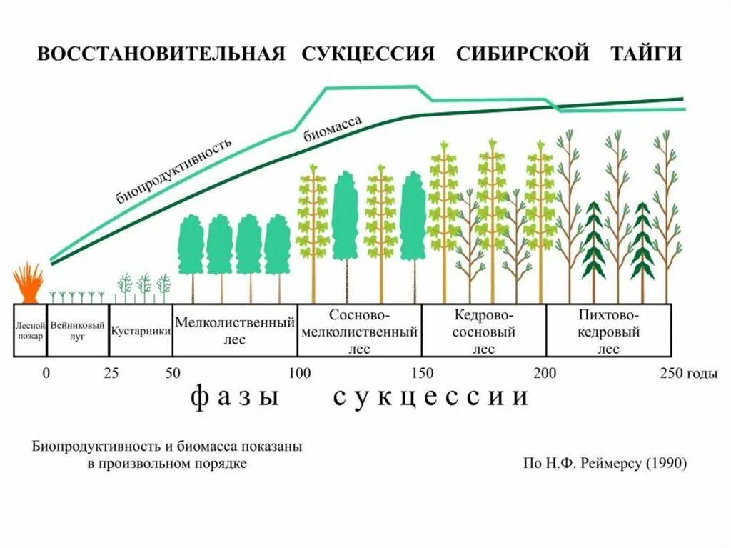 Этапы смены растительного сообщества. Развитие экосистем: сукцессии, этапы сукцессии.. Возникновение первичной сукцессии. Экологическая сукцессия первичная сукцессия вторичная сукцессия. Первичная сукцессия в тайге.