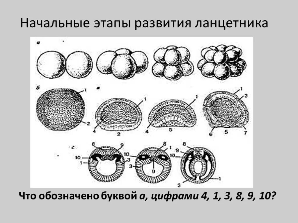 Стадии эмбрионального развития ланцетника. Этапы эмбрионального развития ланцетника. Этапы развития ланцетника эмбрионального развития. Стадии развития ланцетника. Начальный период развития человека