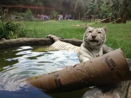 Big cats live all around