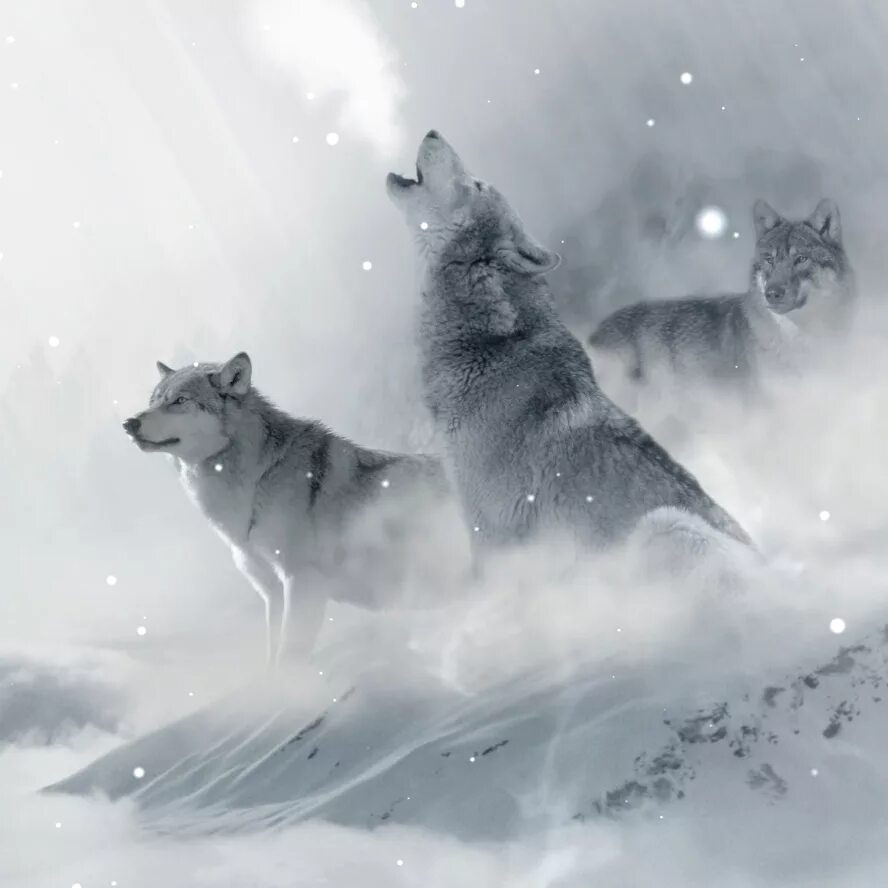 Постер с волком. Вольф Винтер. Волк в снегу. Волк обои. Живые обои волк.