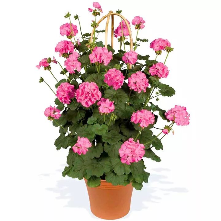 Пеларгония Antik Pink. Pink Geranium пеларгония. Пеларгония зональная антик Пинк. Pac Kate пеларгония.