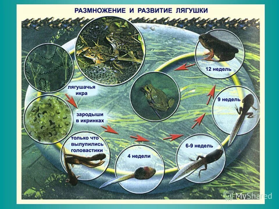 Размножение и развитие 8 класс