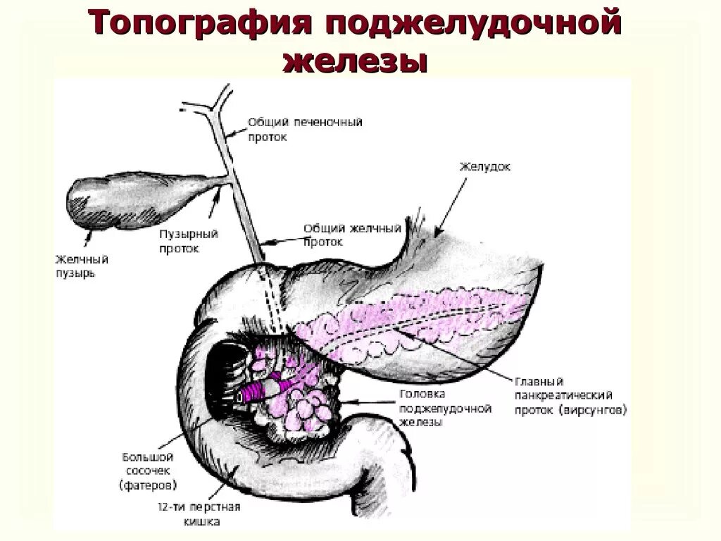 В двенадцатиперстную кишку открываются протоки печени. Топографическая анатомия поджелудочной железы. Синтопия поджелудочной железы анатомия. Поджелудочная железа топография строение. Эндокринная часть поджелудочной железы топография.