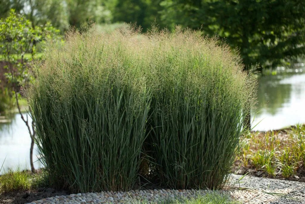 Colorado Springs Utilities Xeriscaping - Shenandoah Switchgrass Xeriscape landsc
