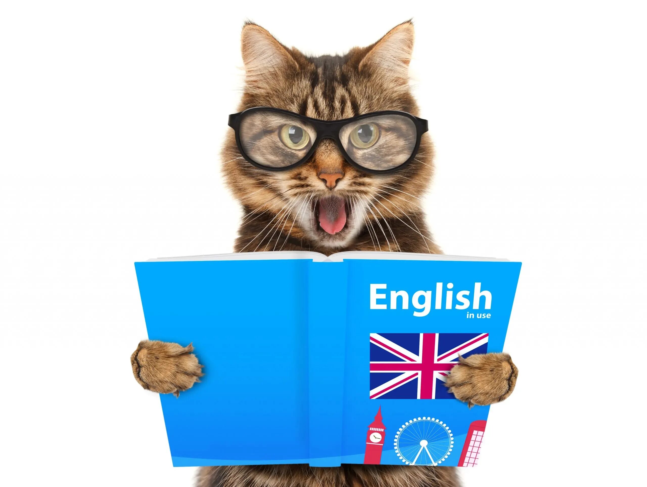 Like fun. Кот учит английский. Кот в очках. Кот на английском языке. Котик учит английский язык.