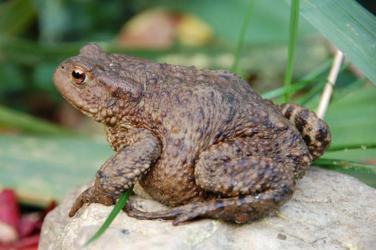Серая жаба bufo bufo. Обыкновенная жаба (bufo bufo). Серая жаба bufo bufo. 8. Серая жаба bufo bufo.
