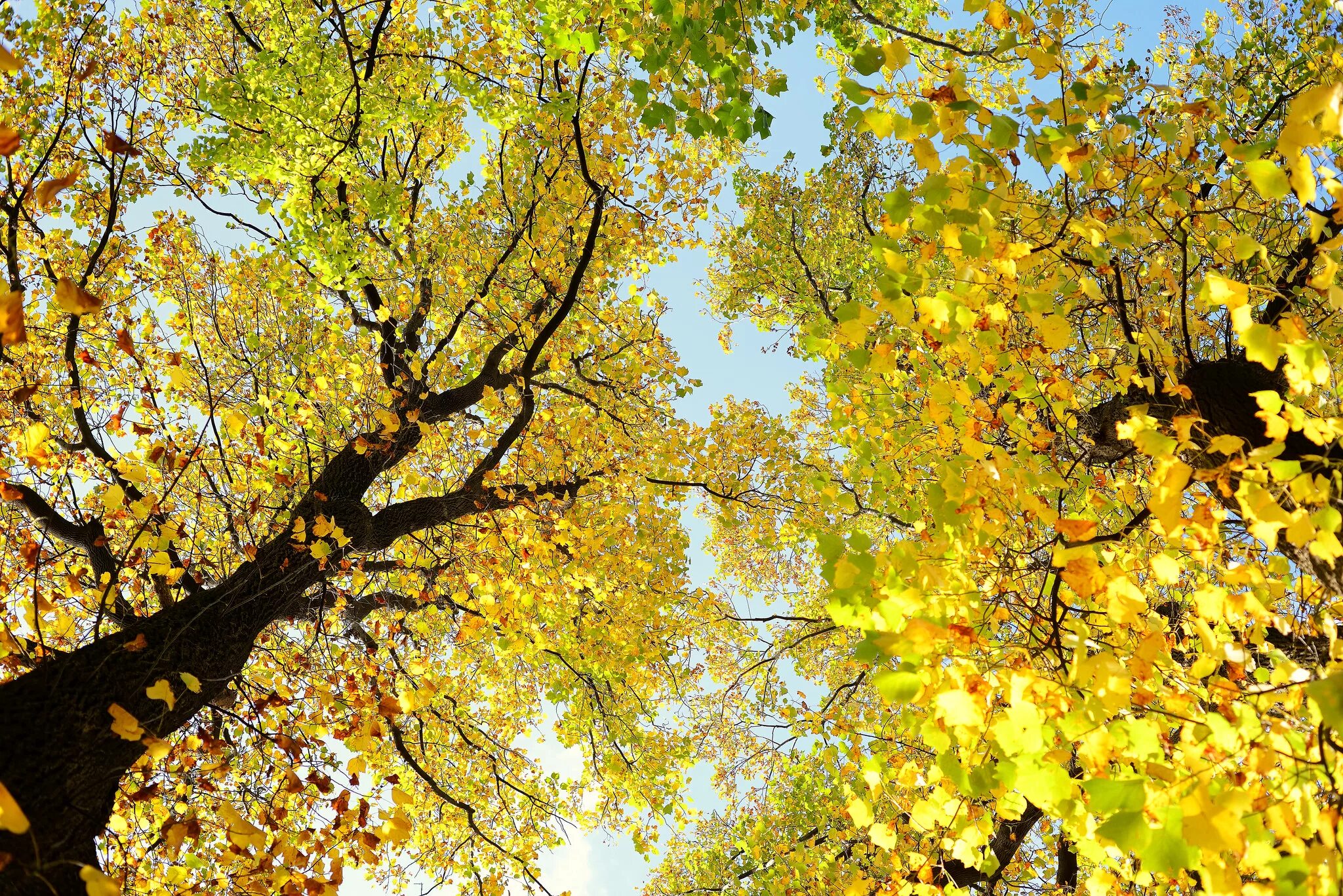 Tree fall
