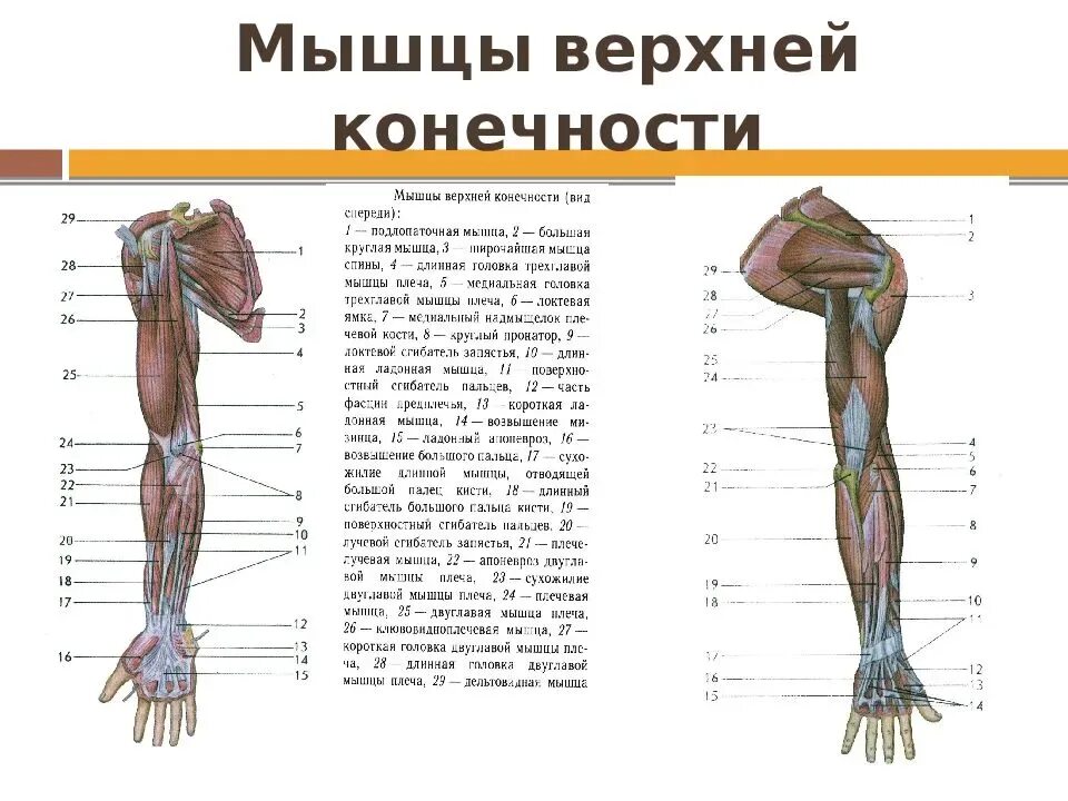 Части руки человека. Мышцы верхней конечности анатомия строение. Поверхностные мышцы верхней конечности спереди. Мышцы верхней конечности сзади. Мышцы верхней конечности вид спереди.