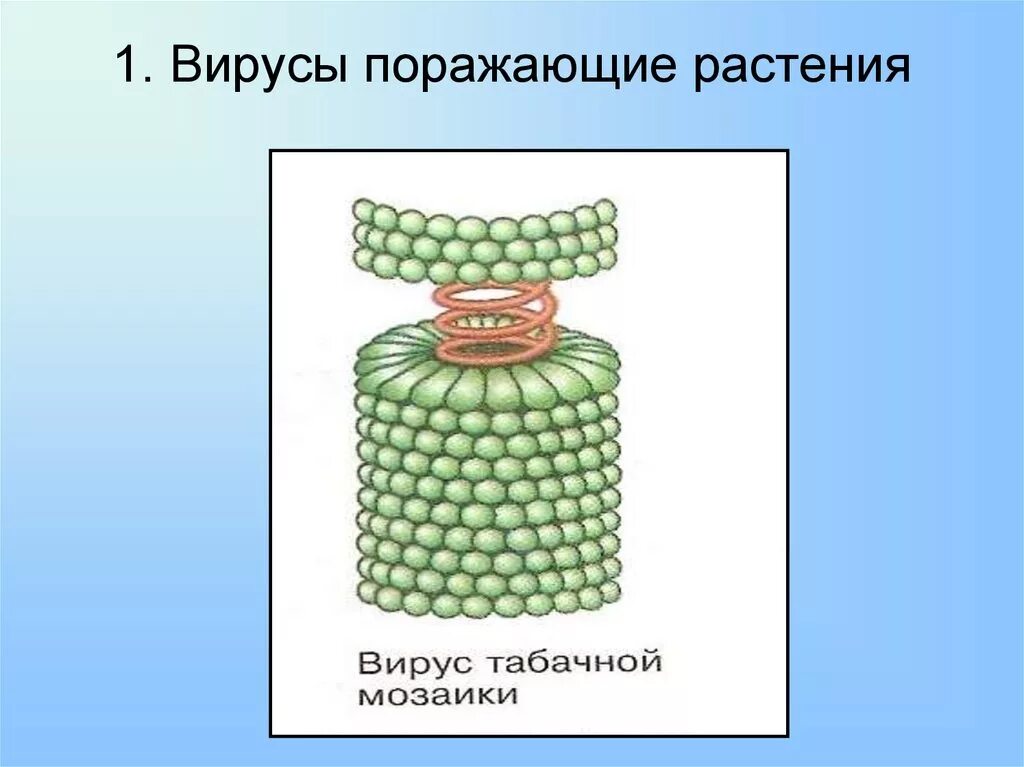 Строение вирусов растений. Вирусы растений. Табачная мозаика строение. Вирусы поражающие растения. Вирусы растений строение.