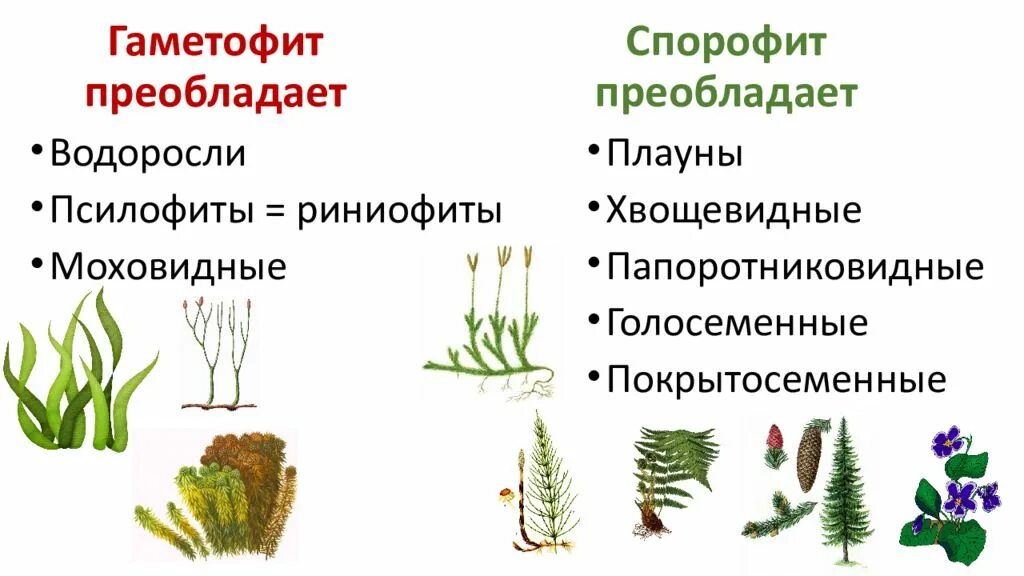 Растения в которых преобладает гаметофит. Псилофиты плауны водоросли голосеменные цветковые. спорофит риниофита. спорофит и гаметофит у мхов. псилофиты плауны водоросли.