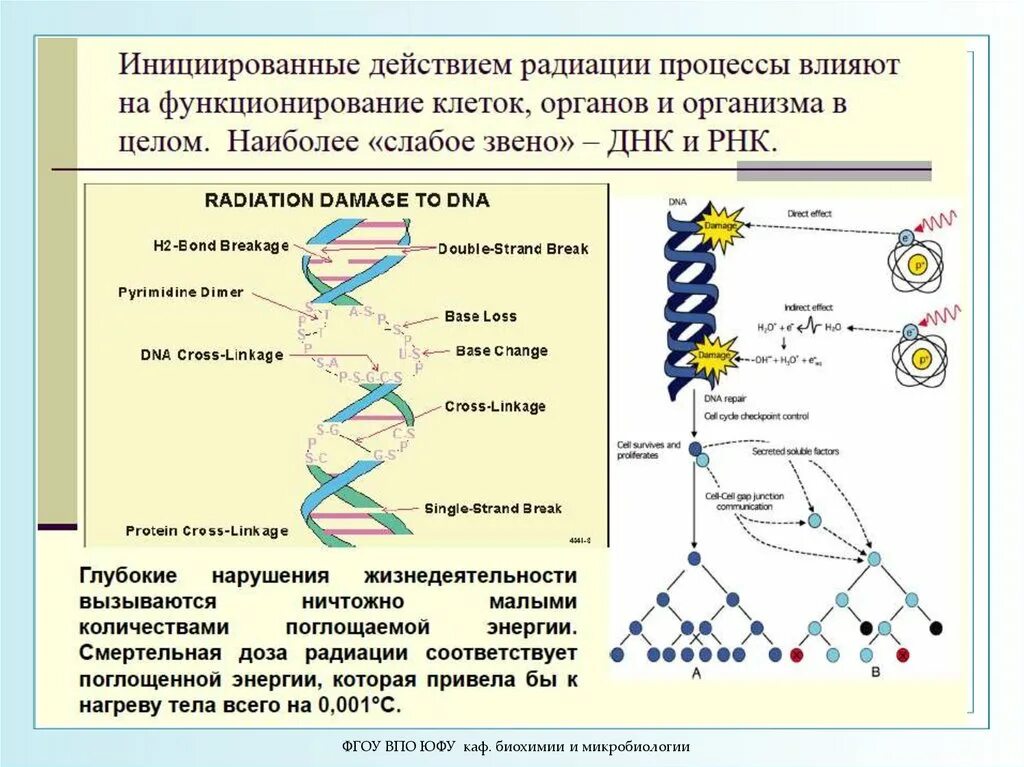 Адаптивный ответ радиобиология. Механизмы радиационного адаптивного ответа. Адаптивная радиация ответ на. Клеточная радиобиология. Радиация механизм