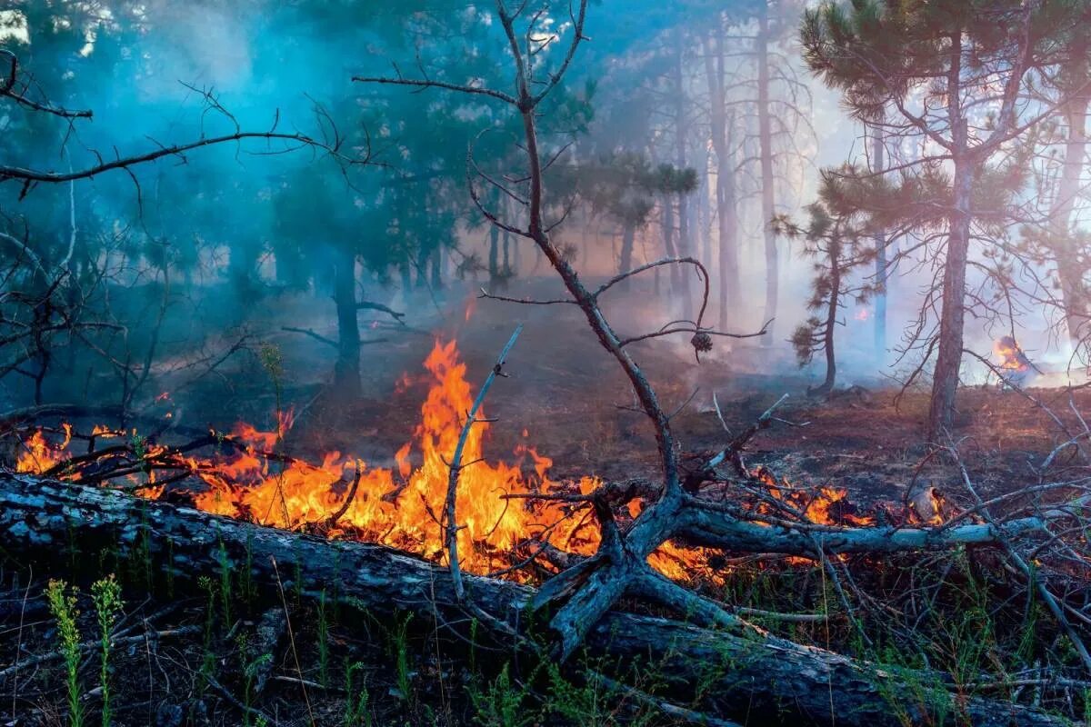 Пожар в лесу. Природные пожары. Горящий лес. Лес в огне. Лесная сгорела