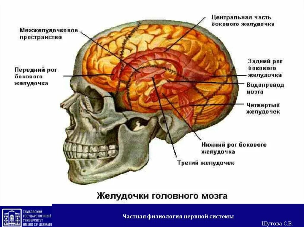 Строение боковых желудочков головного мозга анатомия. Нижний рог бокового желудочка мозга. Боковые желудочки строение. Стенки переднего рога бокового желудочка. Боковые желудочки конечного мозга.