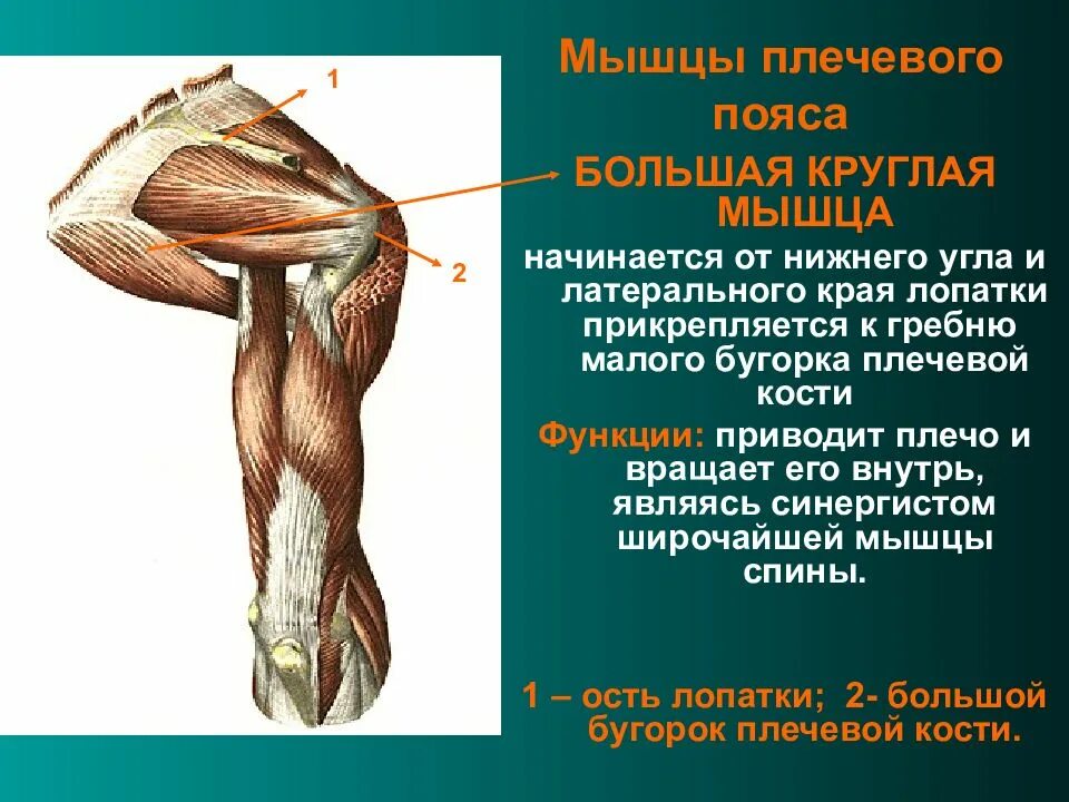 Гребни бугорков