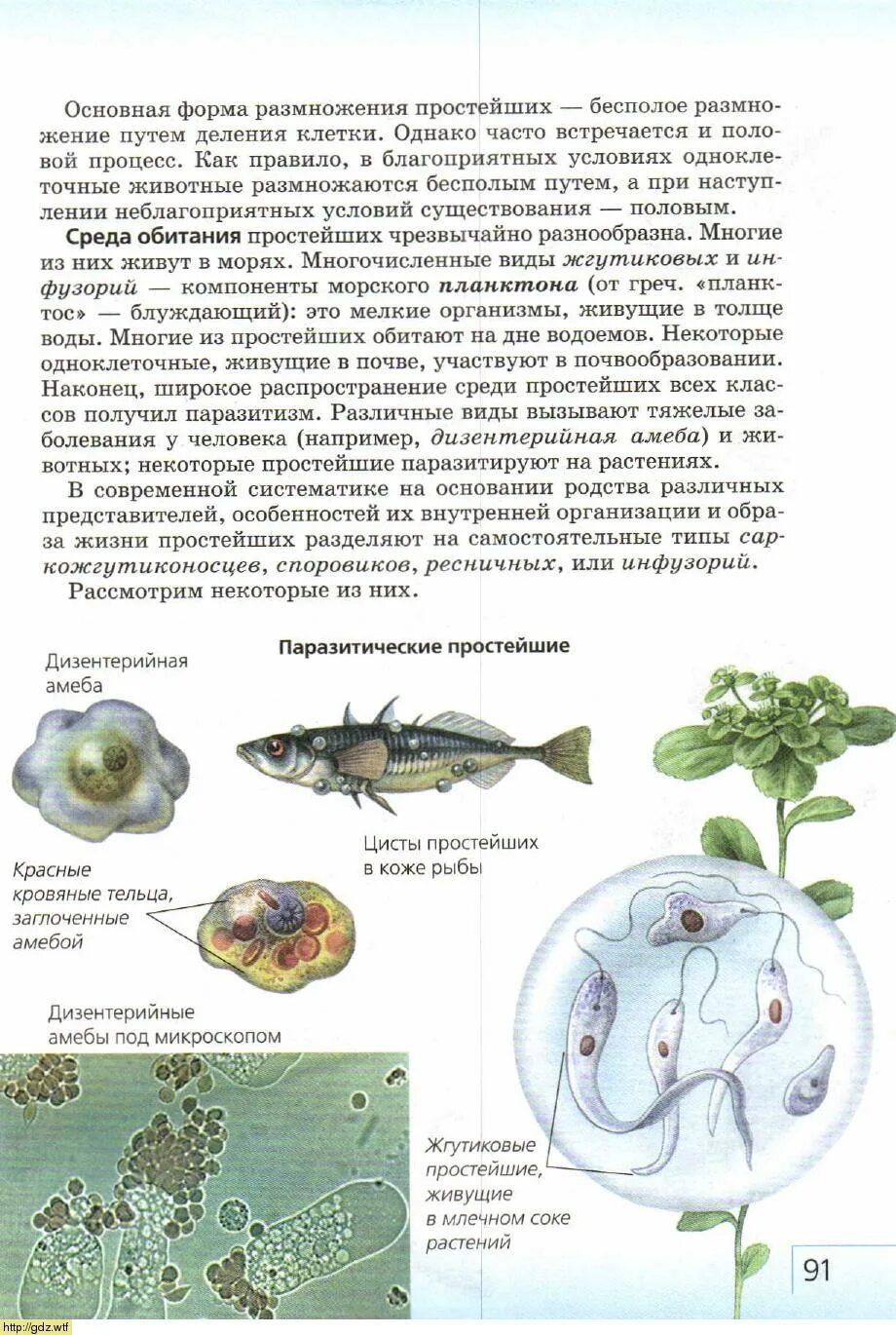 Какие простейшие обитают в воде
